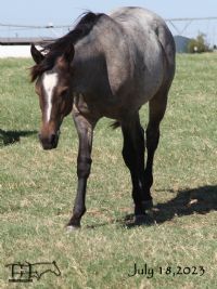 Crowheart Black Sox 2022 bay roan colt